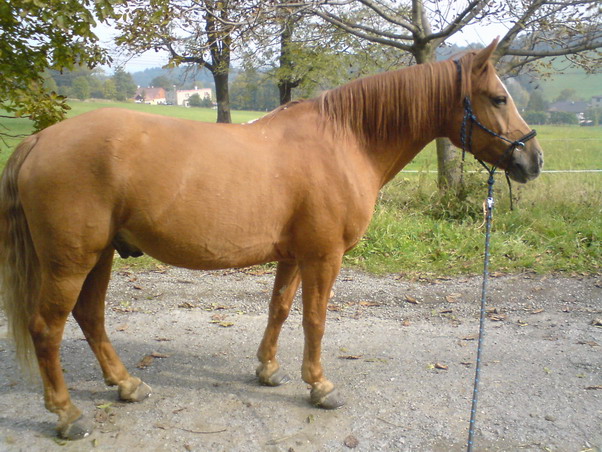 stalina.jpg