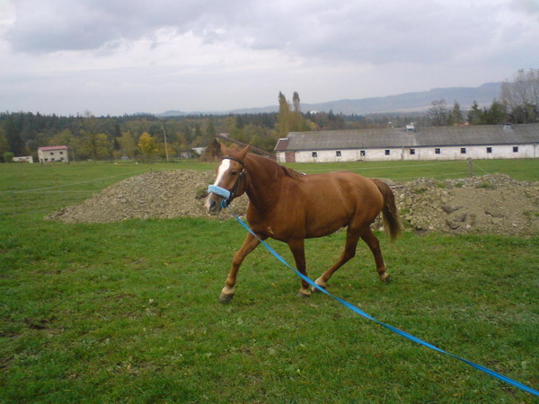 lonžkluás.jpg